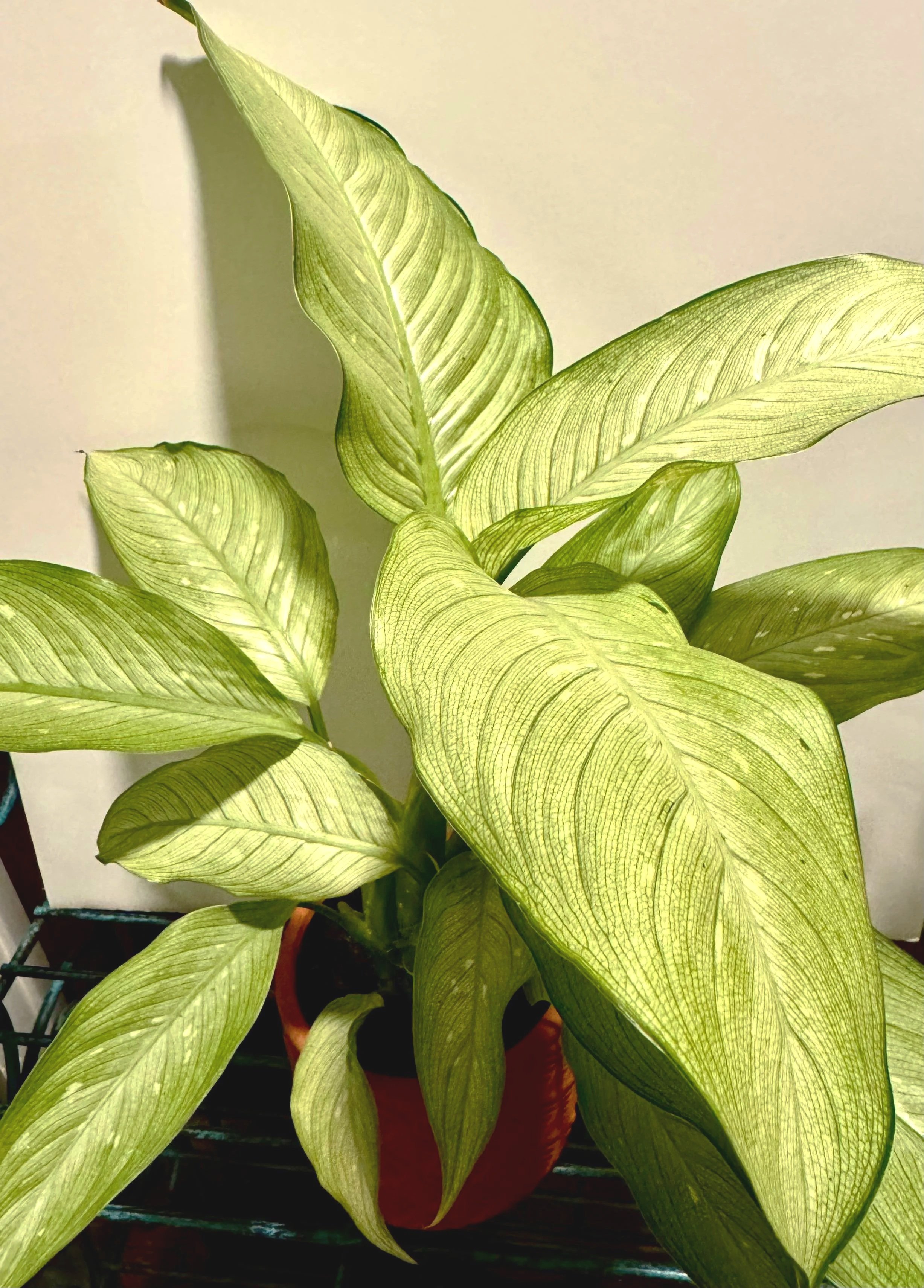 HybridDieffenbachia.jpg