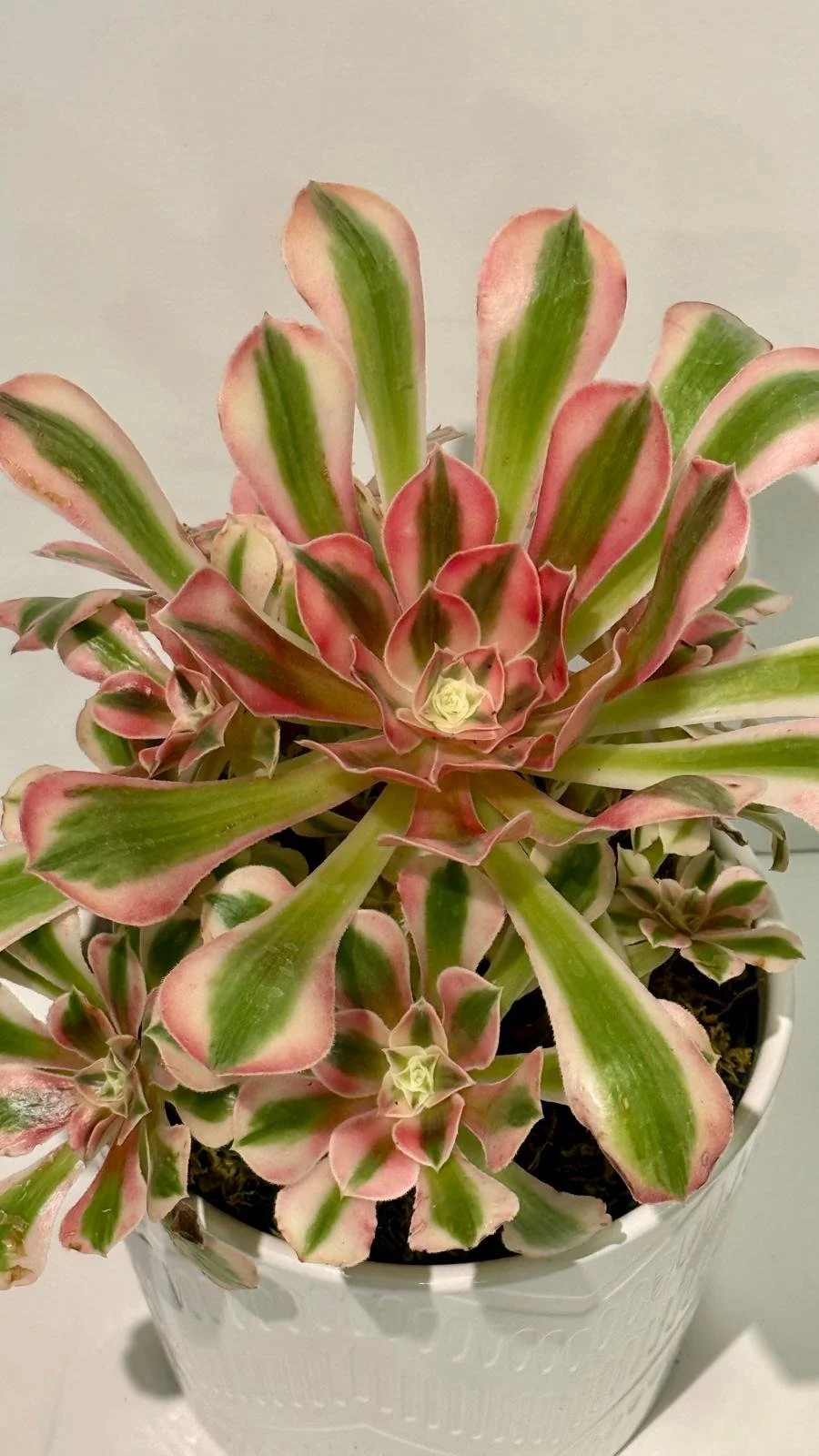 Aeonium Bouquet in Ceramic 6”1.jpeg