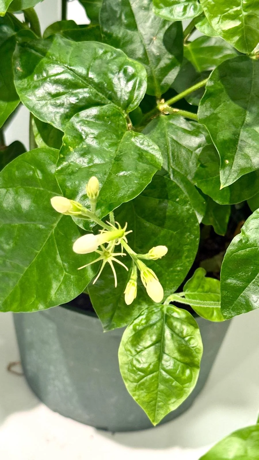 Jasmine 6”1.jpeg