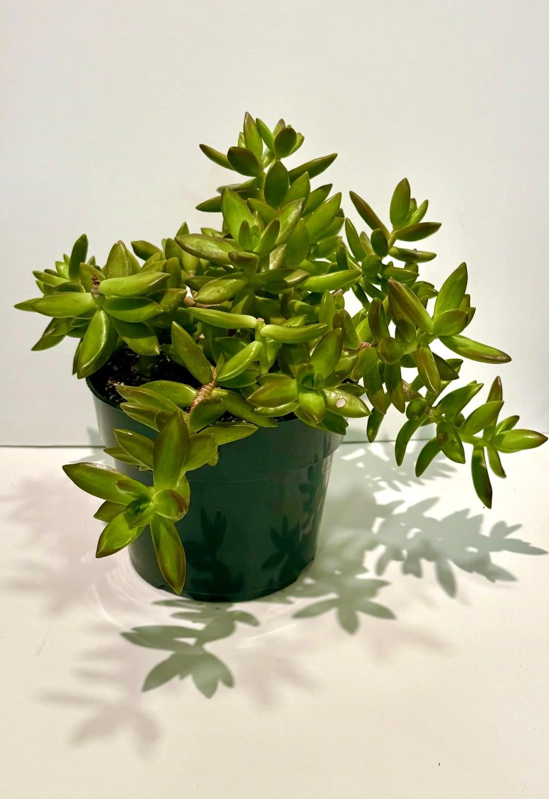 Succulent Golden Sedum 6”.jpeg