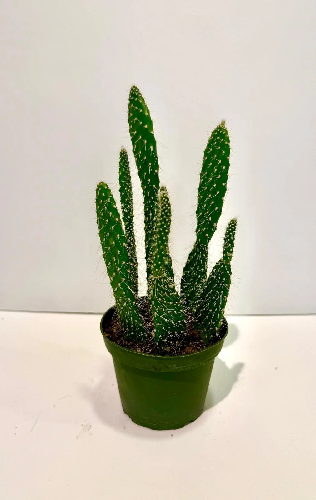 Cactus 4”.jpeg