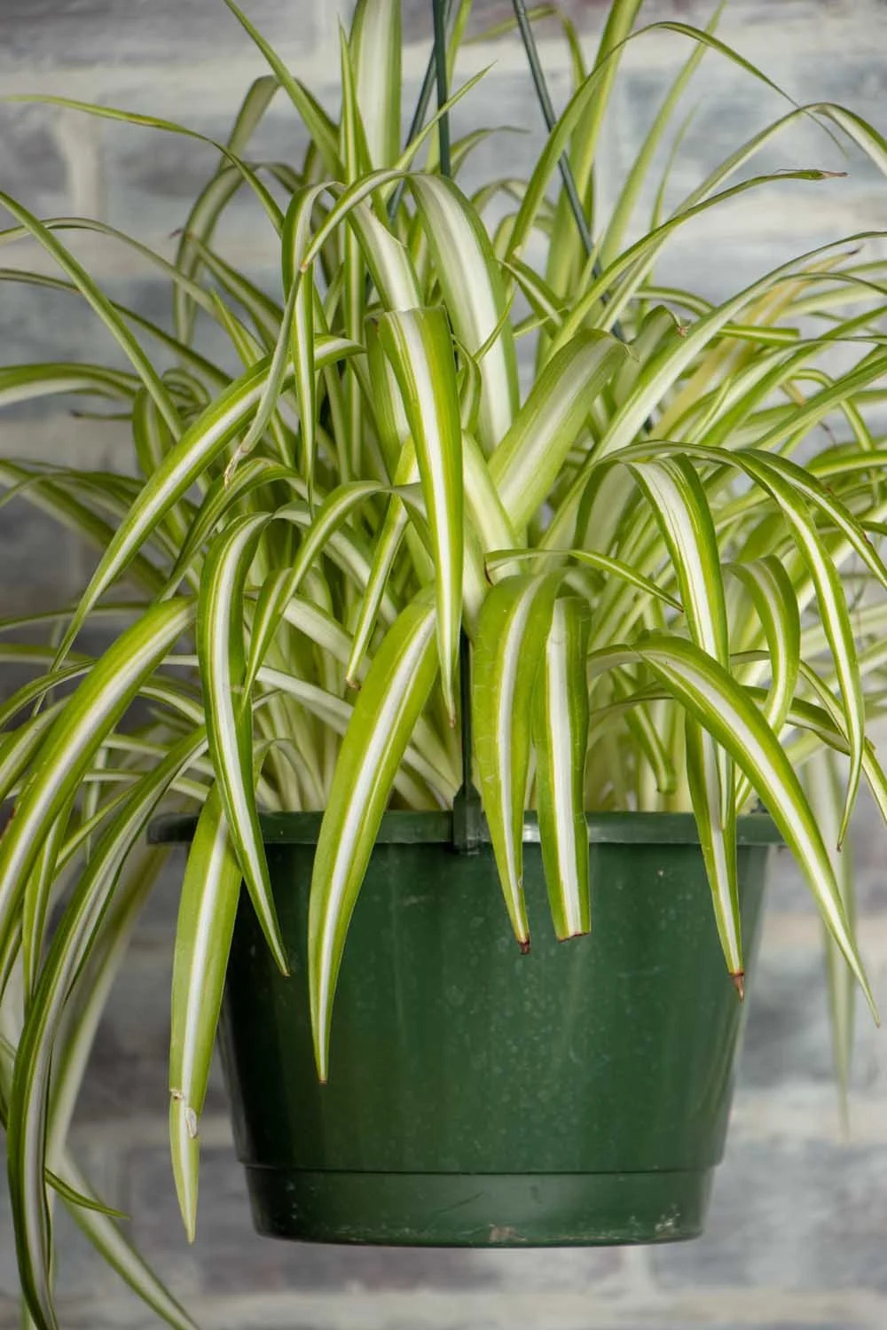 Spider Plant HB  Sunroom Plants
