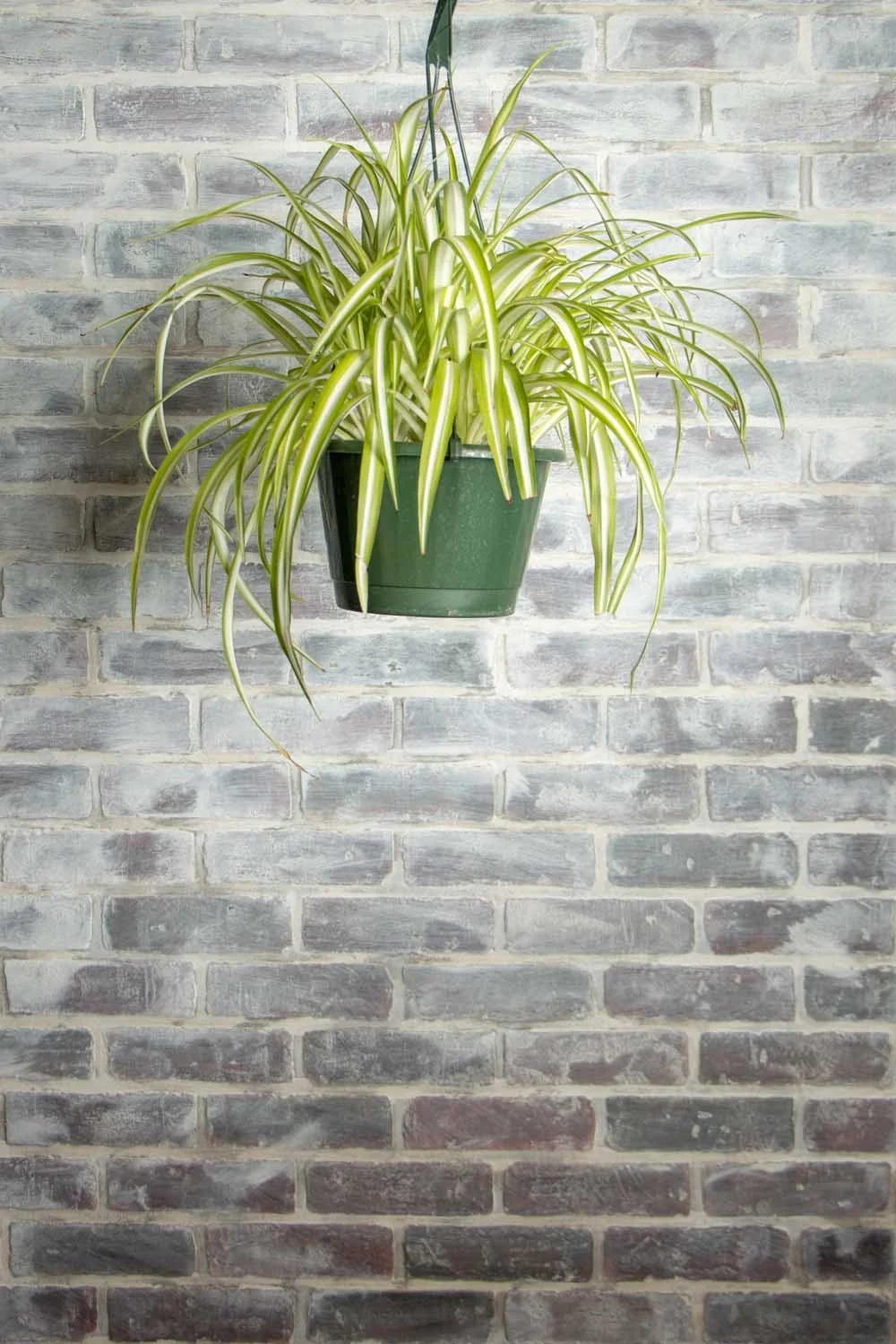 Spider Plant HB  Sunroom Plants