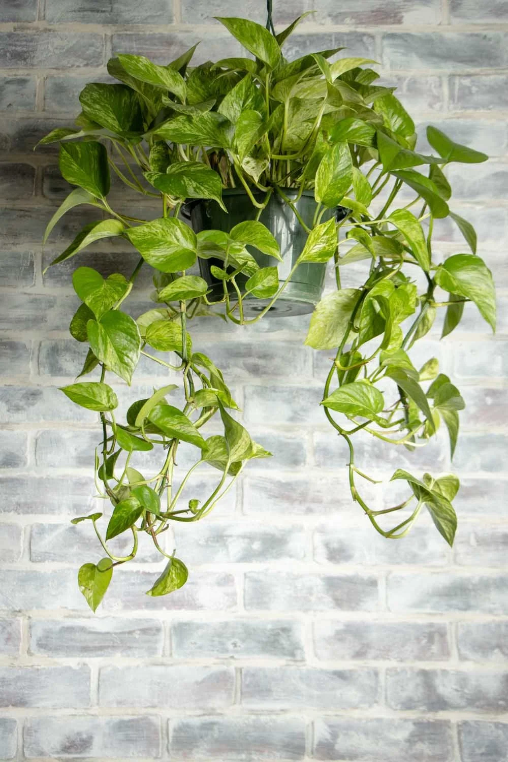 eden plants Peperomia 'Eden Rosso' main image 1