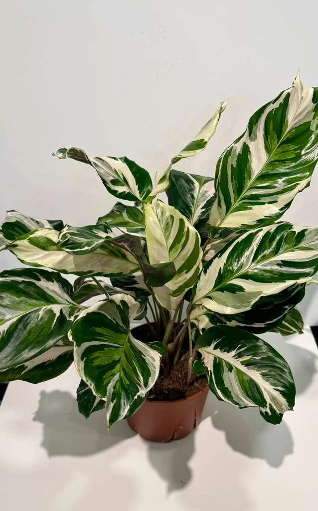 Calathea Stella