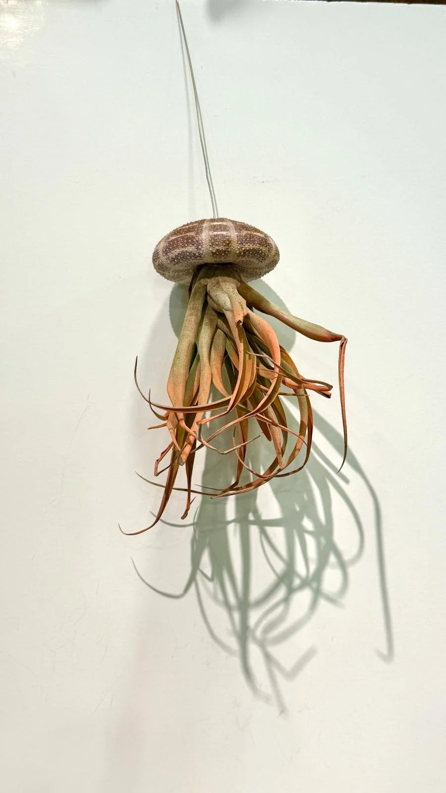 Air plant Jellyfish.jpeg