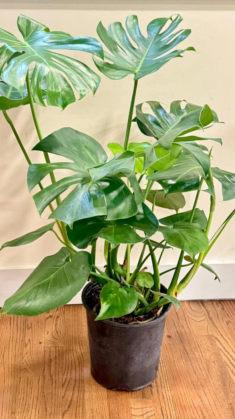 Monstera Deliciosa.jpeg