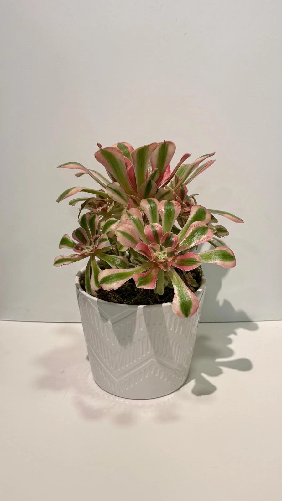 Aeonium Bouquet in Ceramic 6”.jpeg