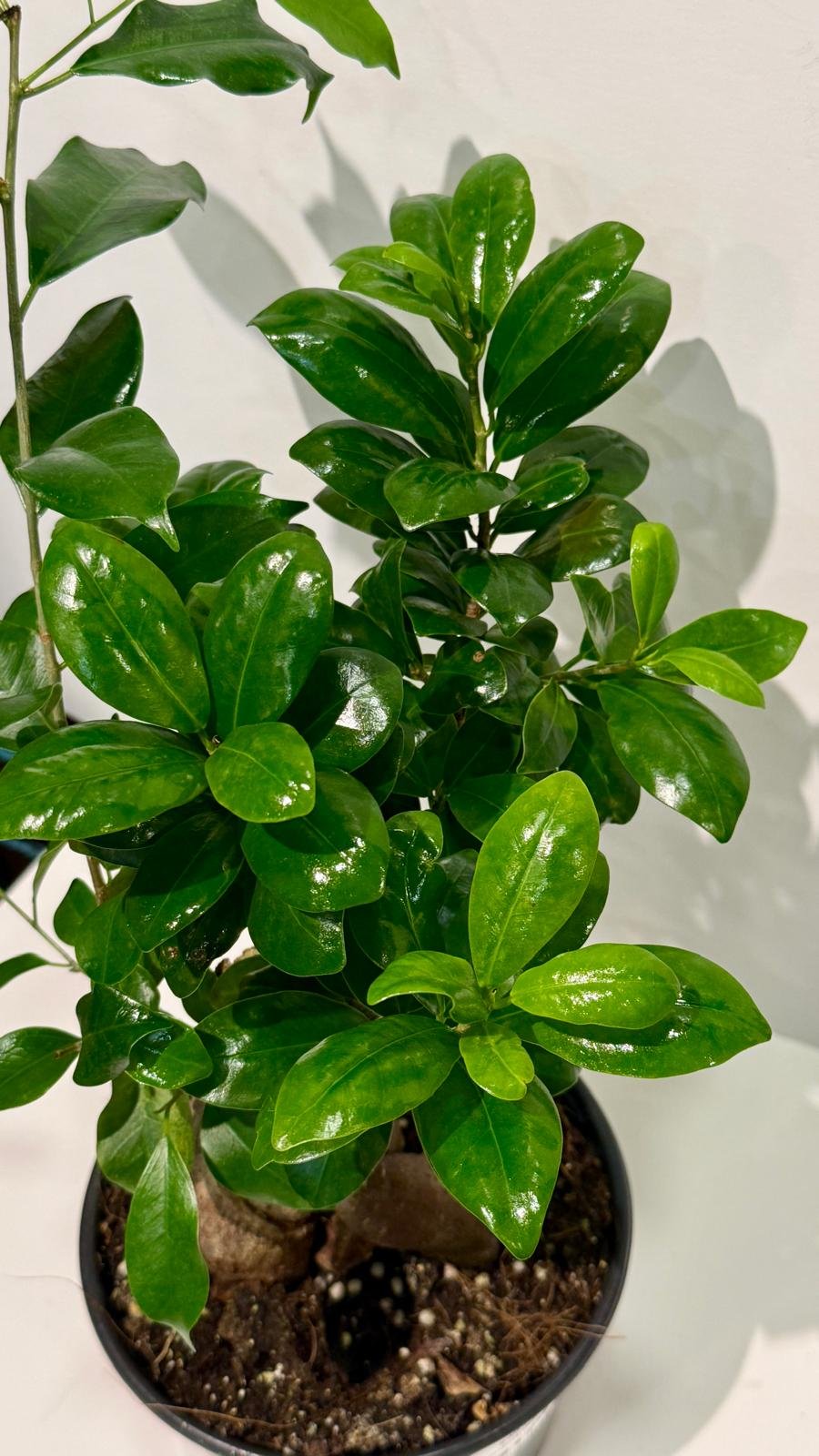 Ficus Ginseng Character 6”2.jpeg