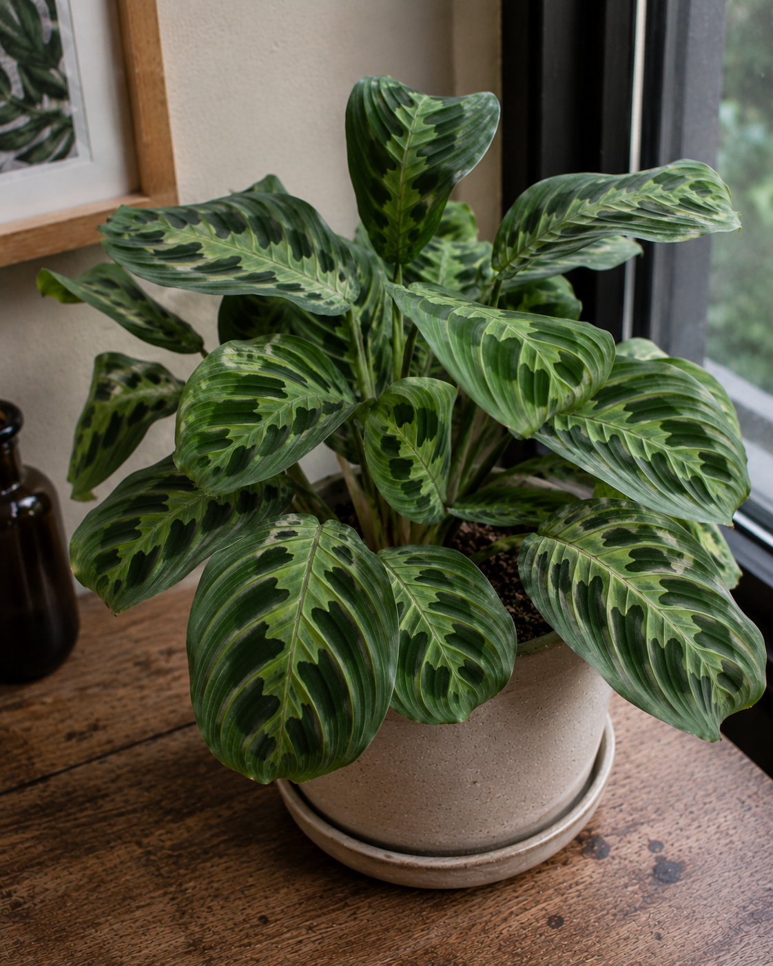 Maranta_green.png