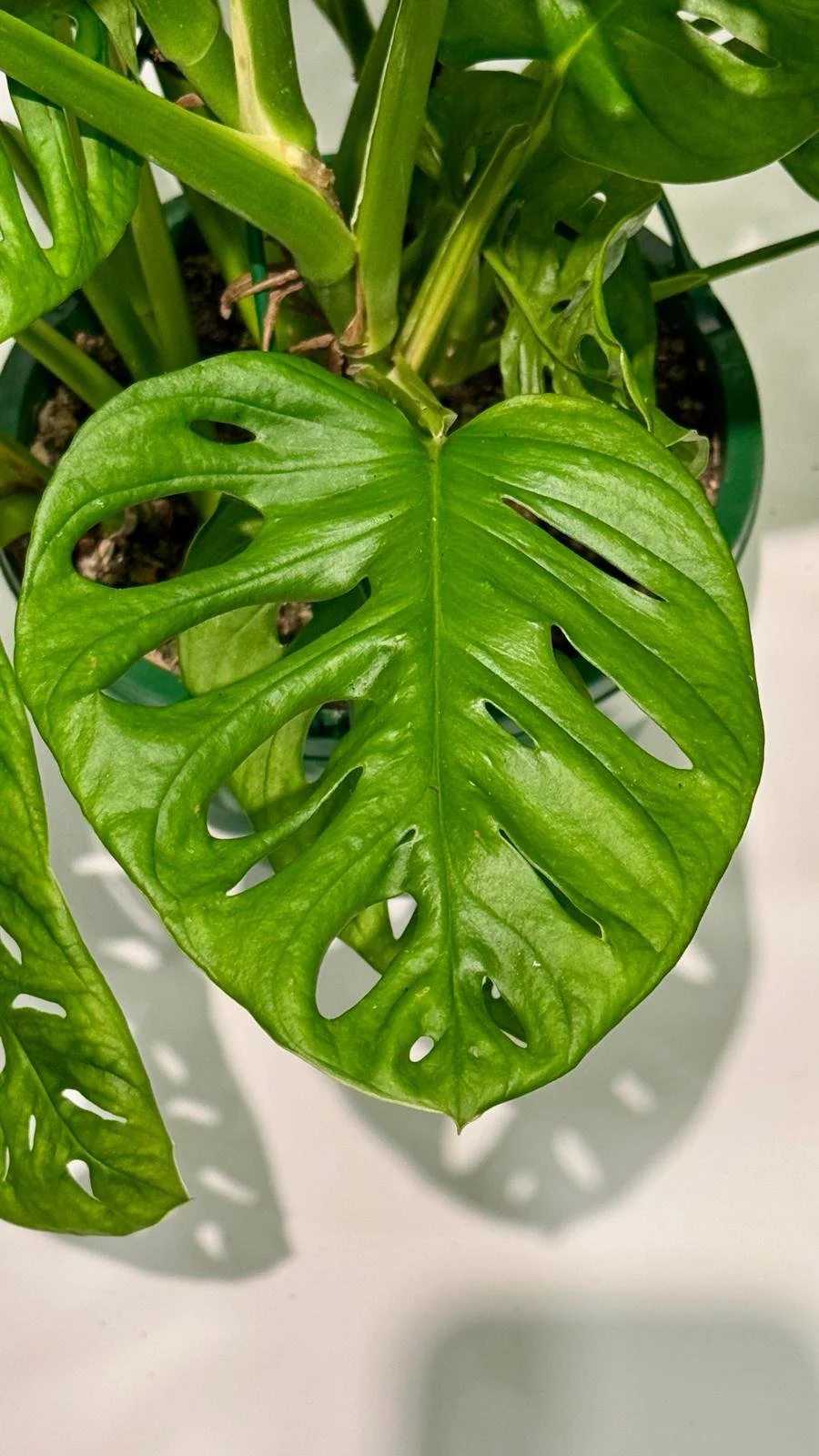 Monstera Adansonii (Swiss Cheese) HB1.jpeg