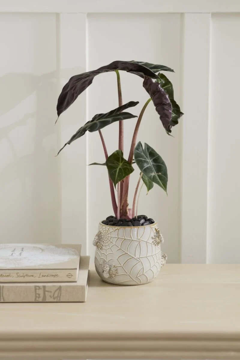 House Spider Pot (2).jpg