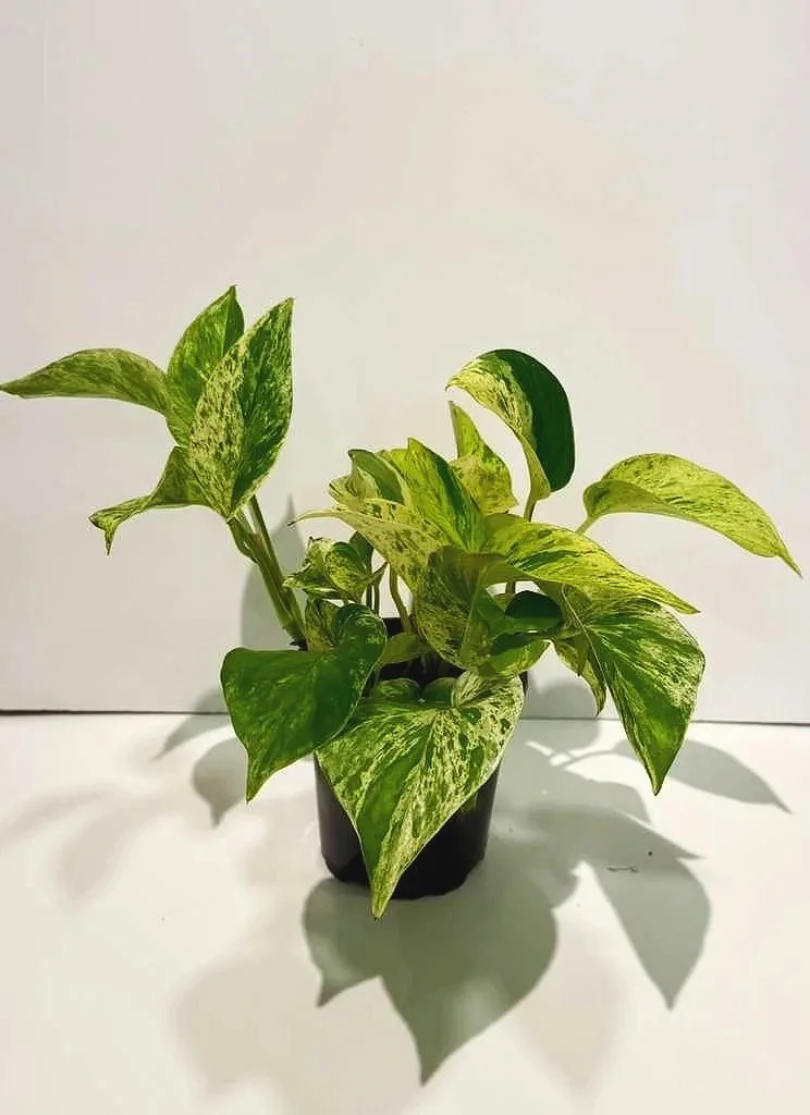marblepothos.jpg