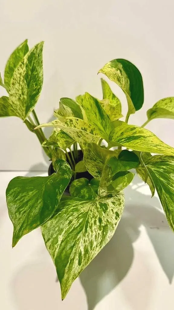 marblepothos1.jpg