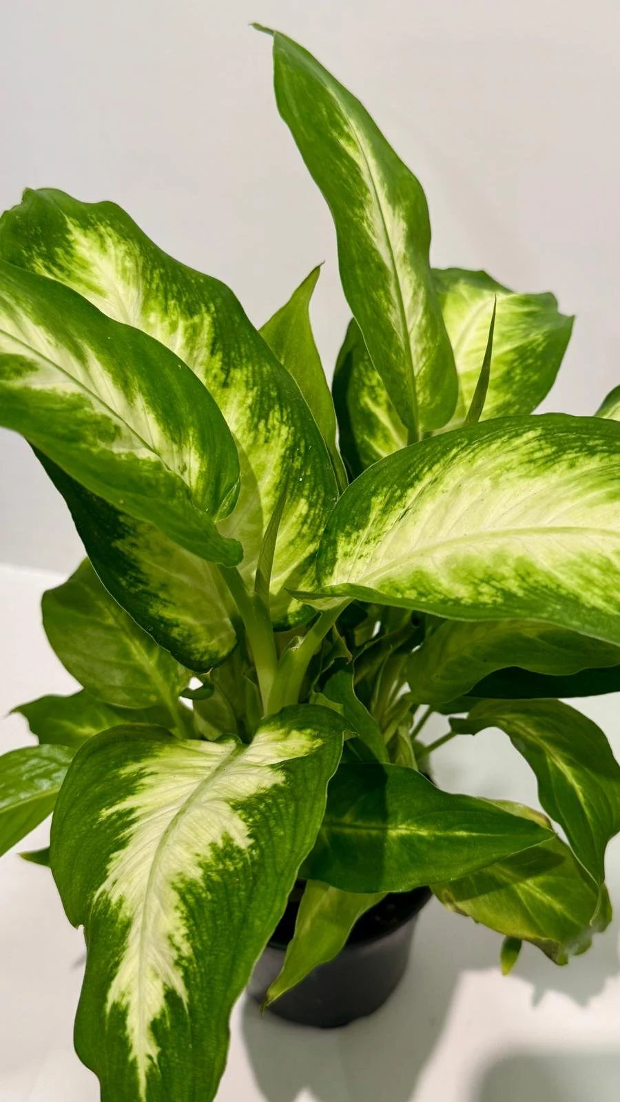 Dieffenbachia1.jpeg