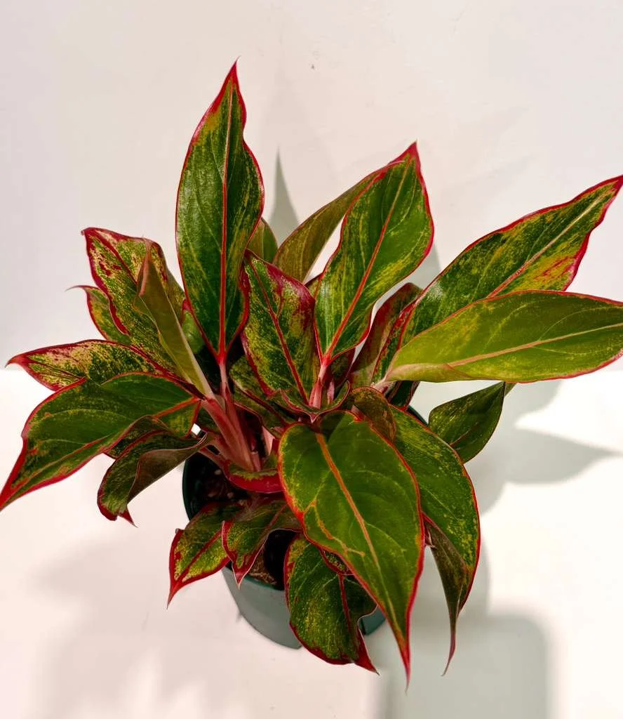 Aglaonema Siam Red