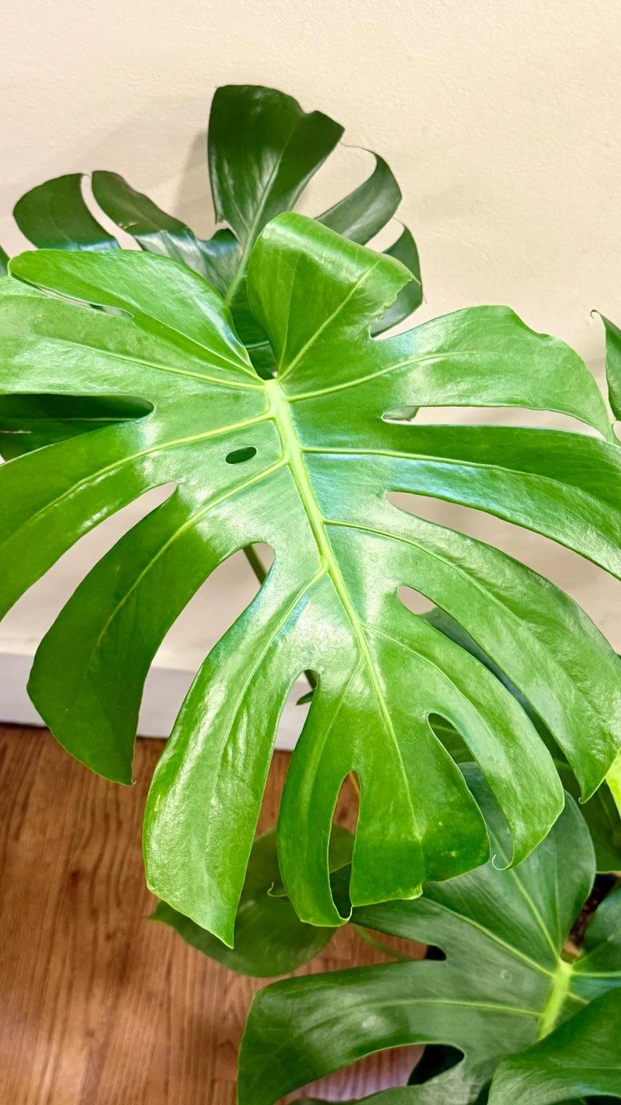 Monstera Deliciosa1.jpeg