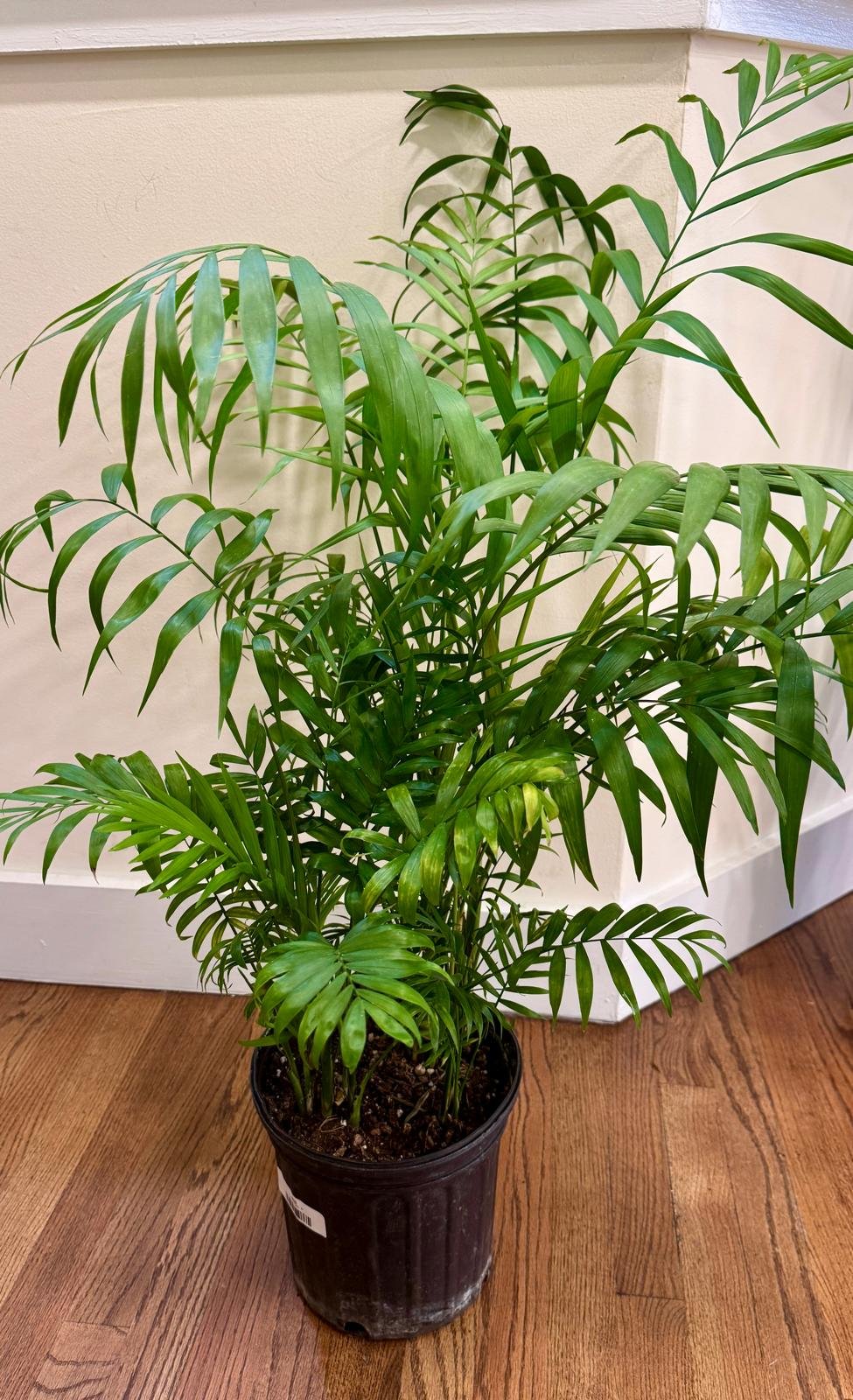 Parlor Palm(8).jpeg