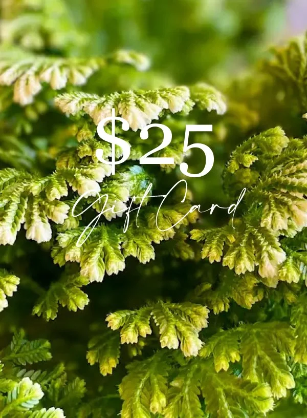 $25 Gift Card