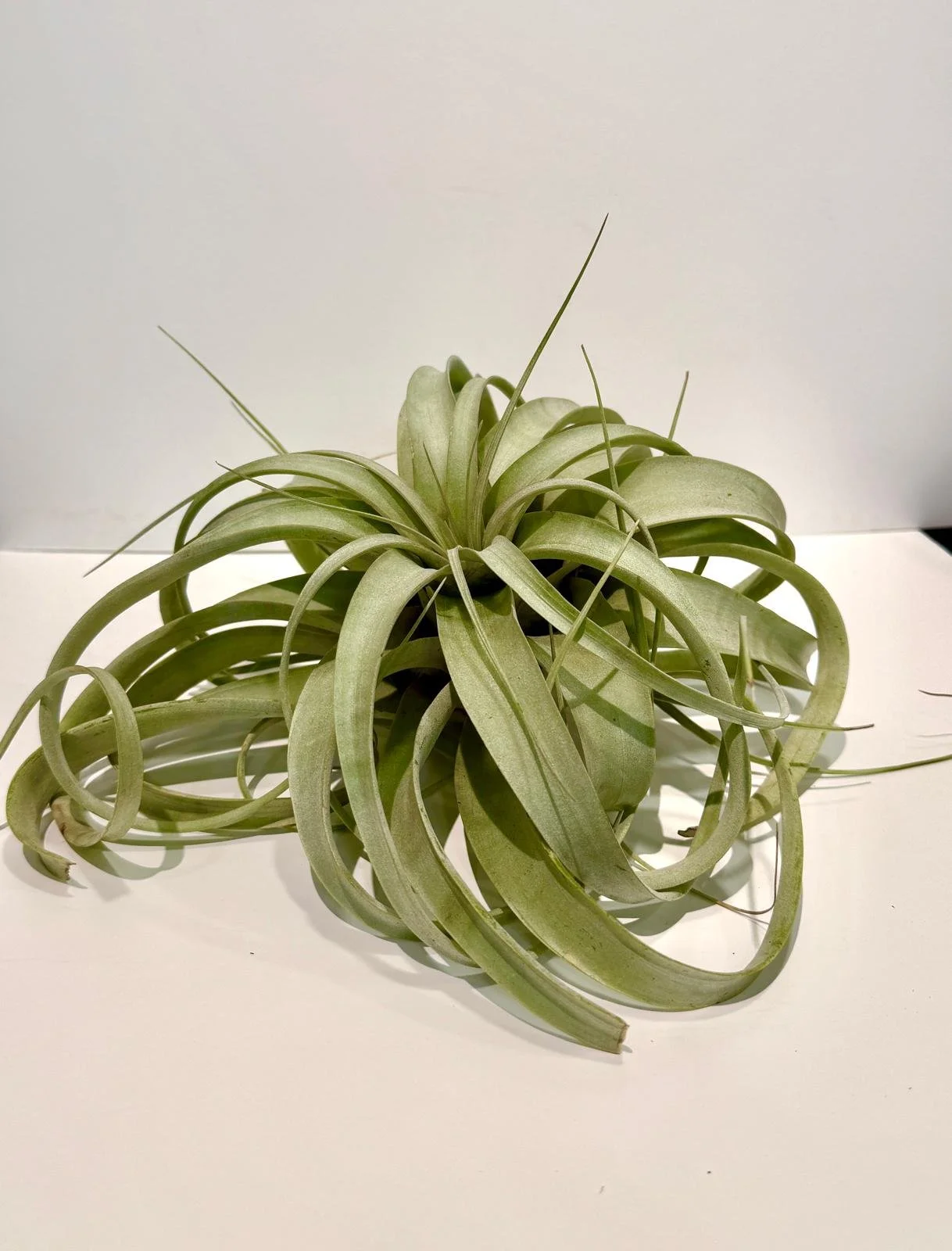 Air Plant Xerographica Jumbo.jpeg