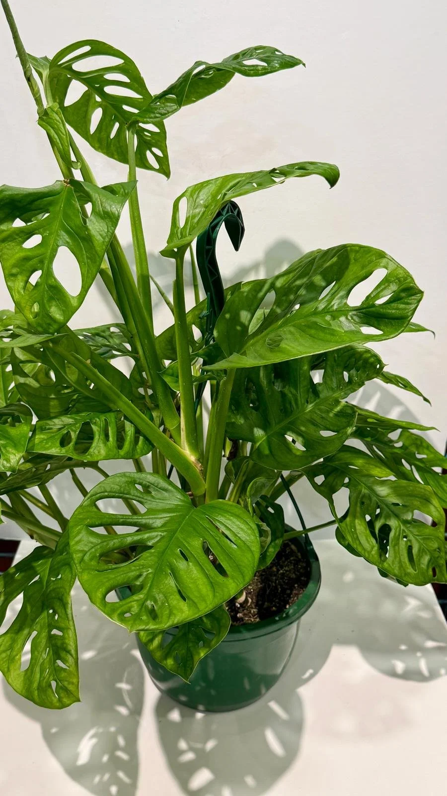 Monstera Adansonii (Swiss Cheese) HB.jpeg