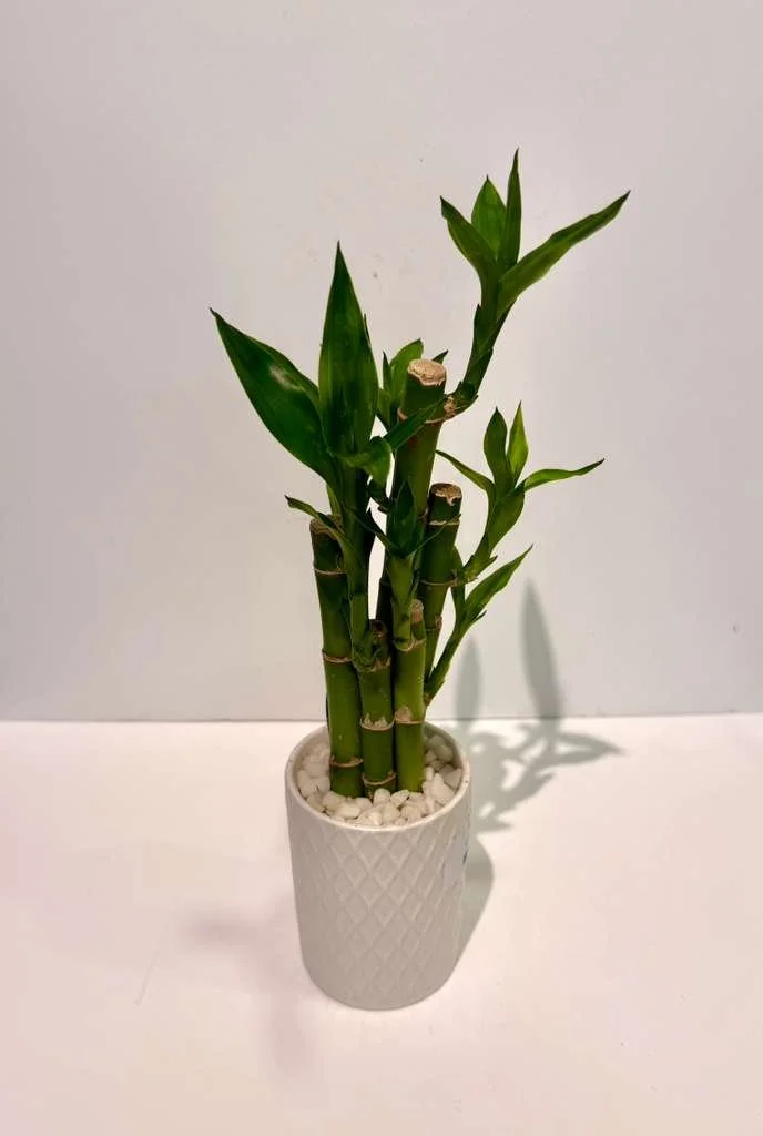 Lucky Bamboo 4”.jpeg