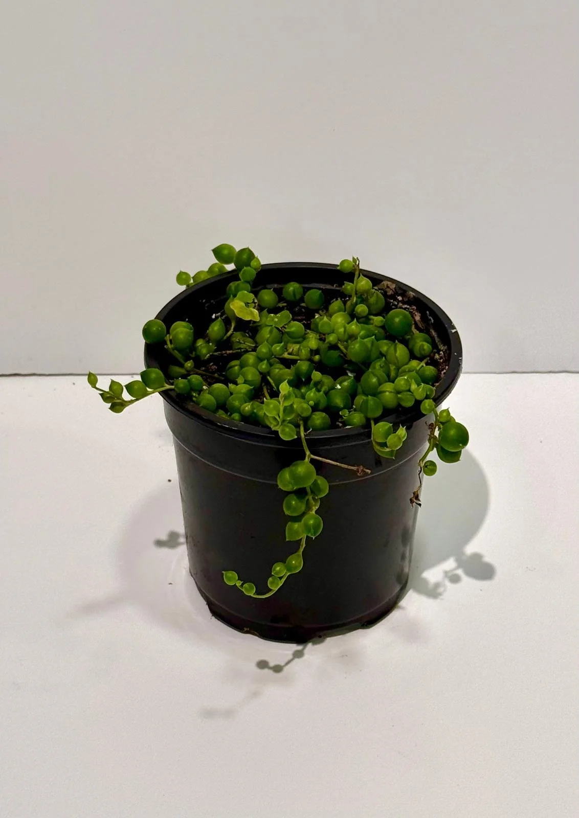String of pearls.jpeg