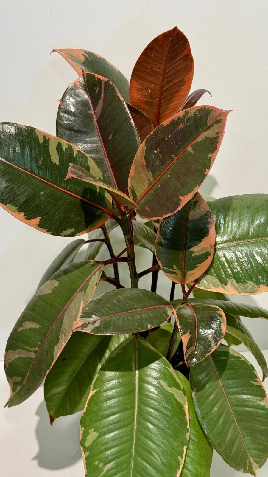 Rubber Tree Variegated 6”1.jpeg