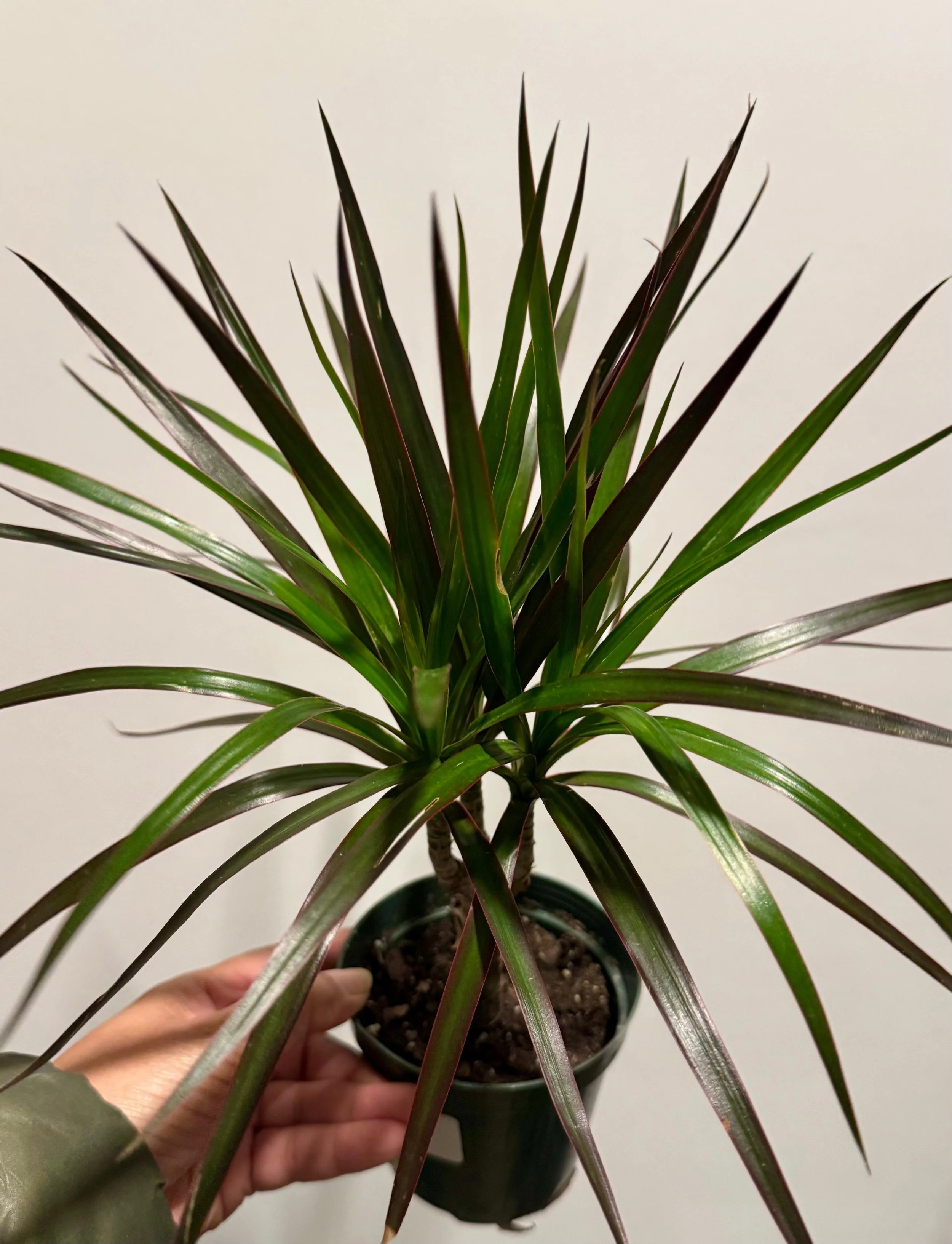 Marginata.jpeg
