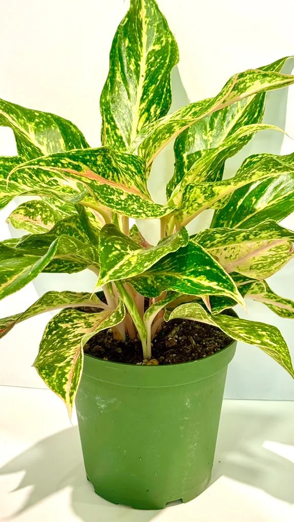 Aglaonema Sparkling Sara (1).jpeg