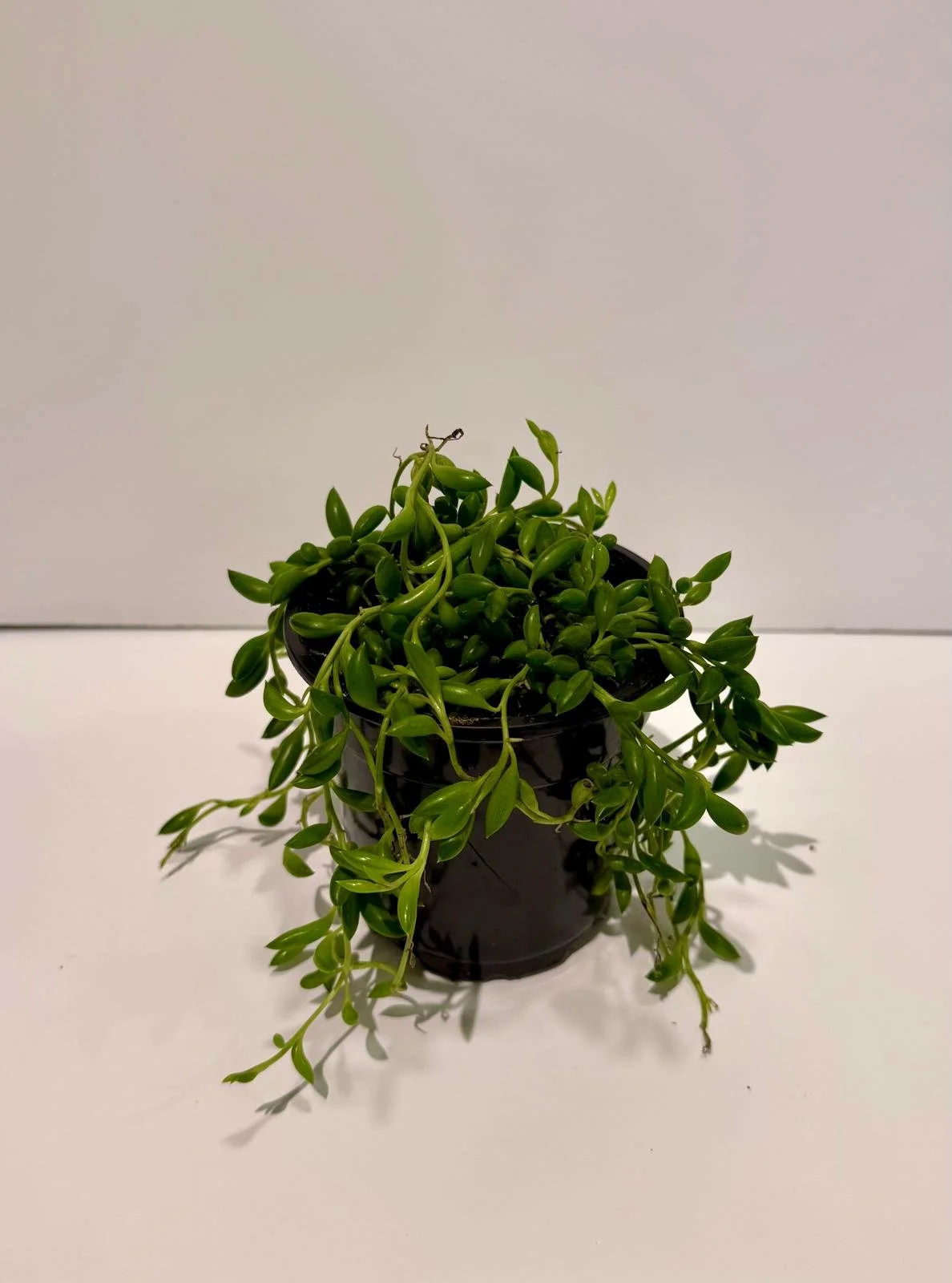 String of bananas.jpeg