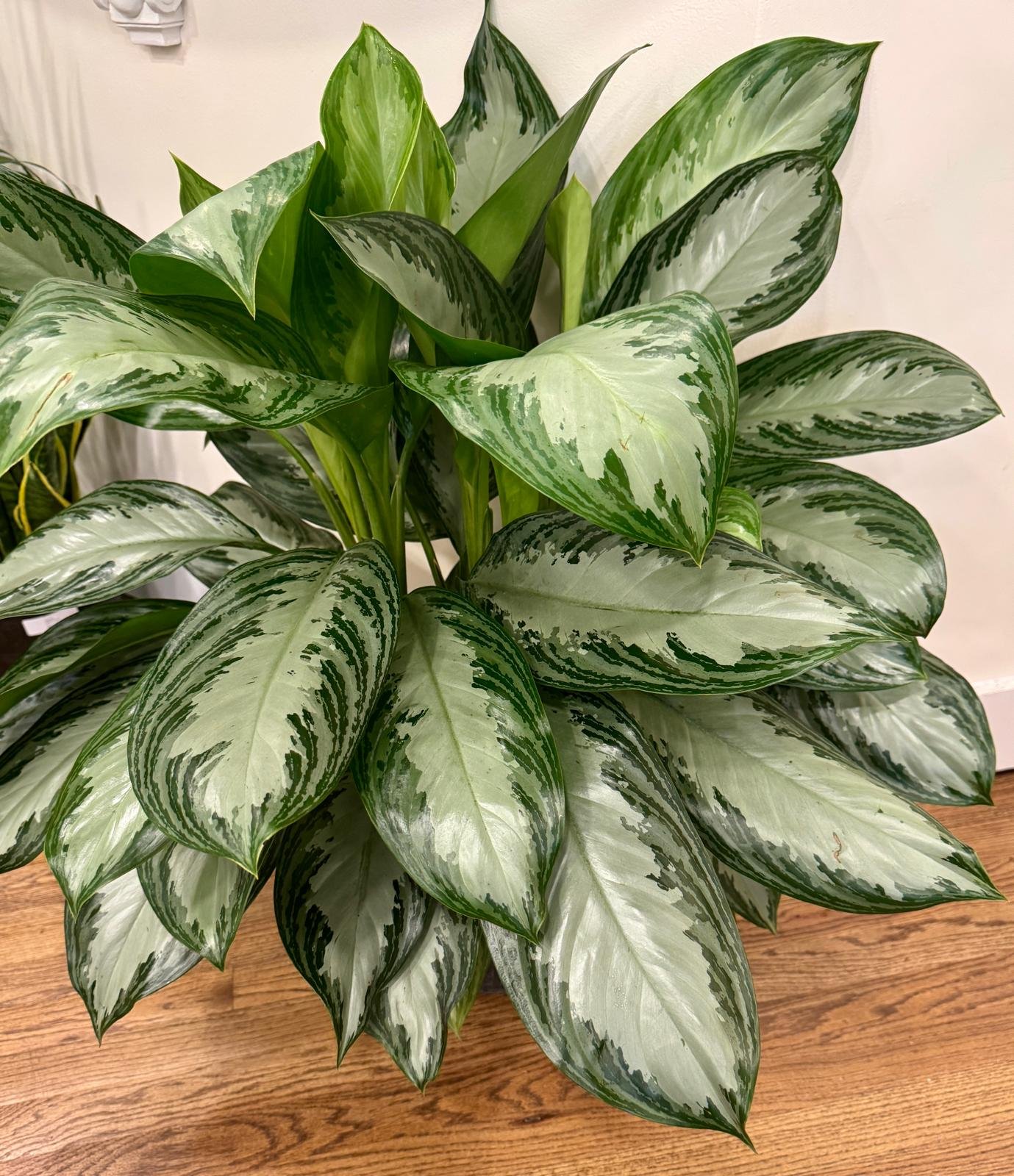 Aglaonema Chinese Evergreen1 10”.jpeg