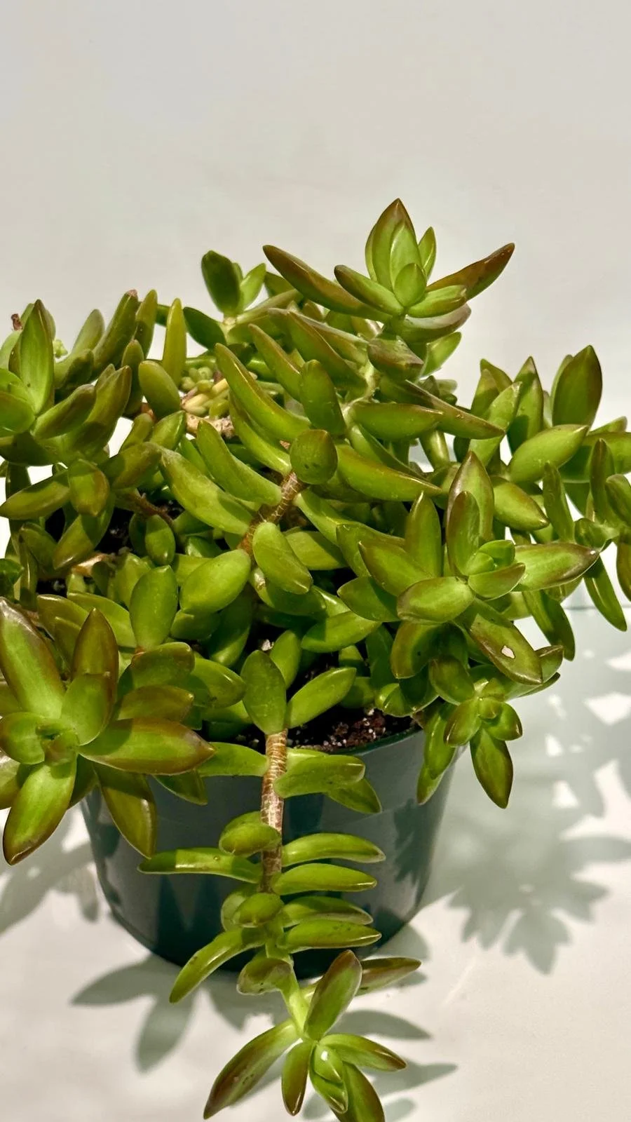 Succulent Golden Sedum 6”1.jpeg