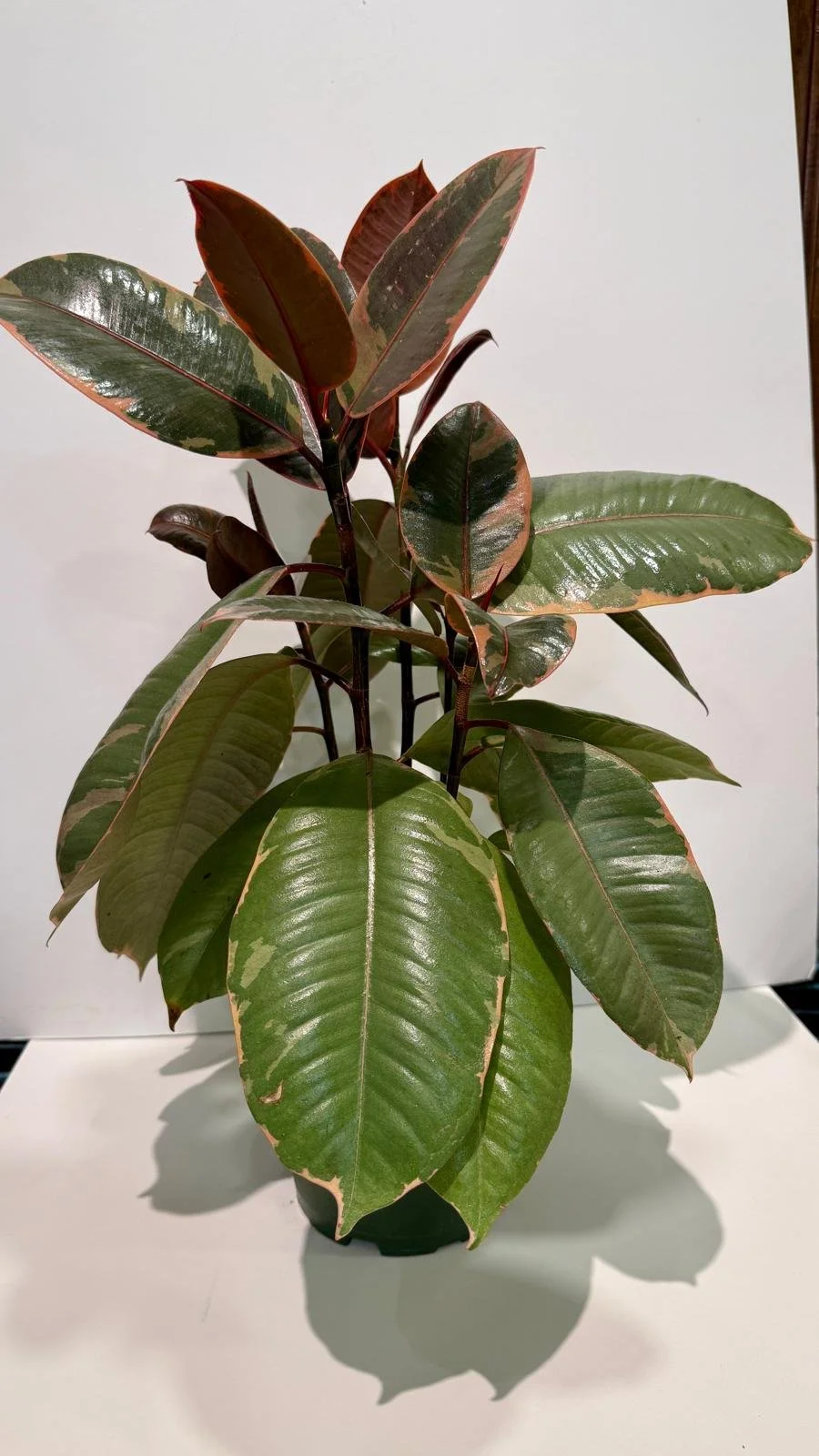 Rubber Tree Variegated 6”.jpeg