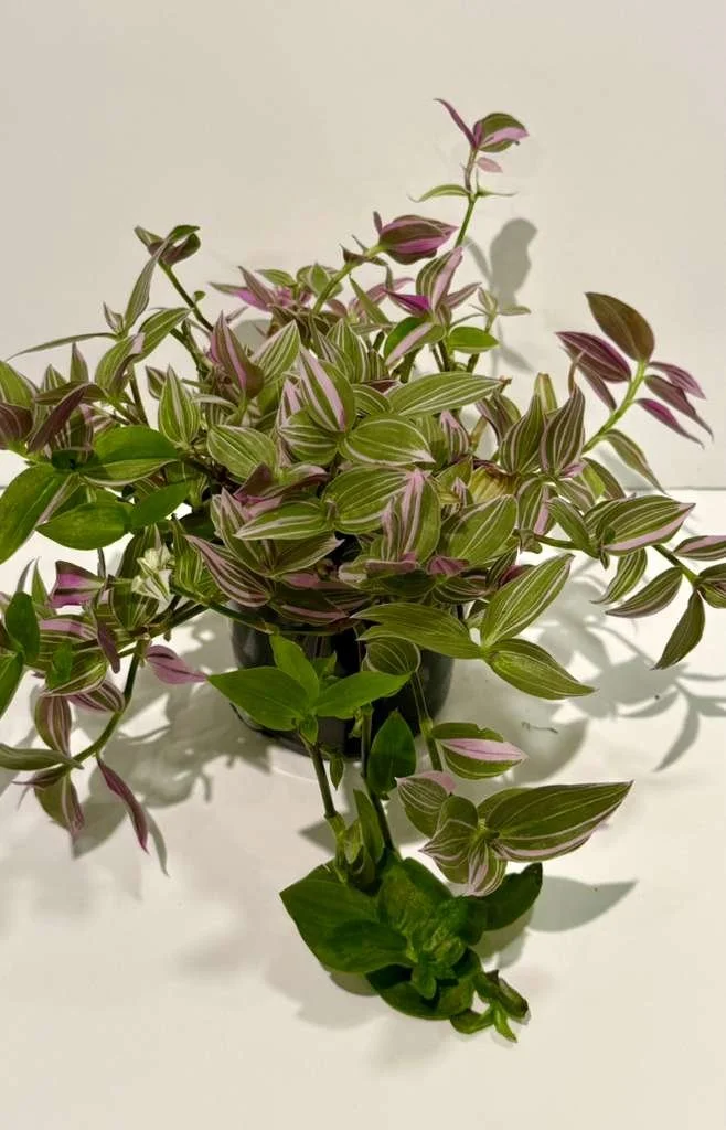 Tradescantia Lavender.jpeg