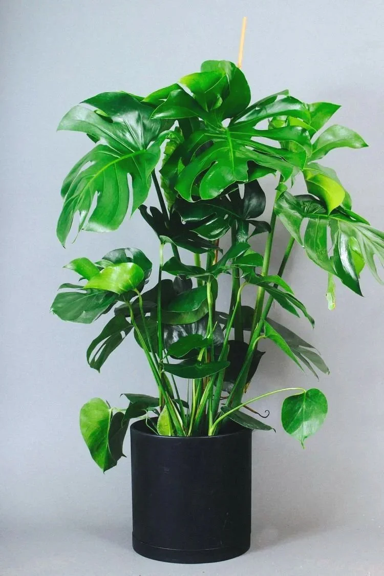 Monstera+Deliciosa.jpg