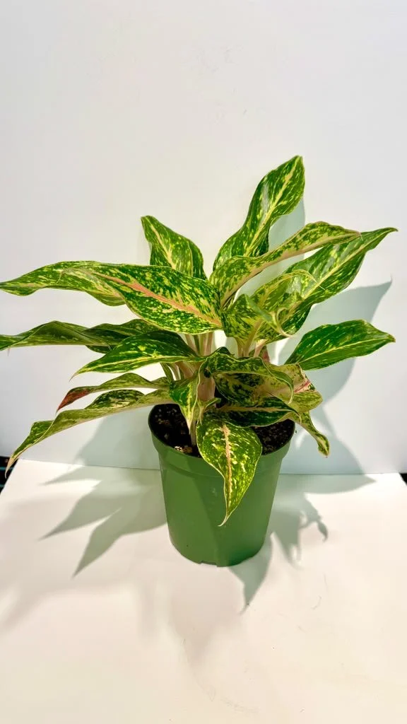 Aglaonema Sparkling Sara (3).jpeg