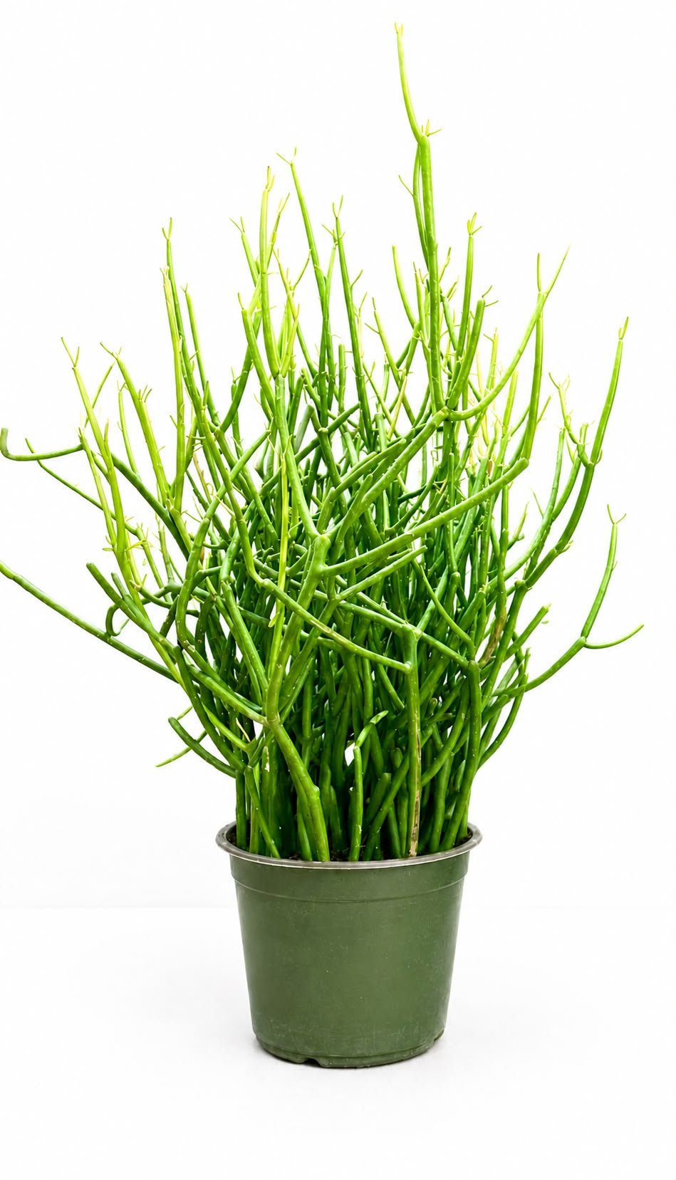 PencilCactus.jpeg