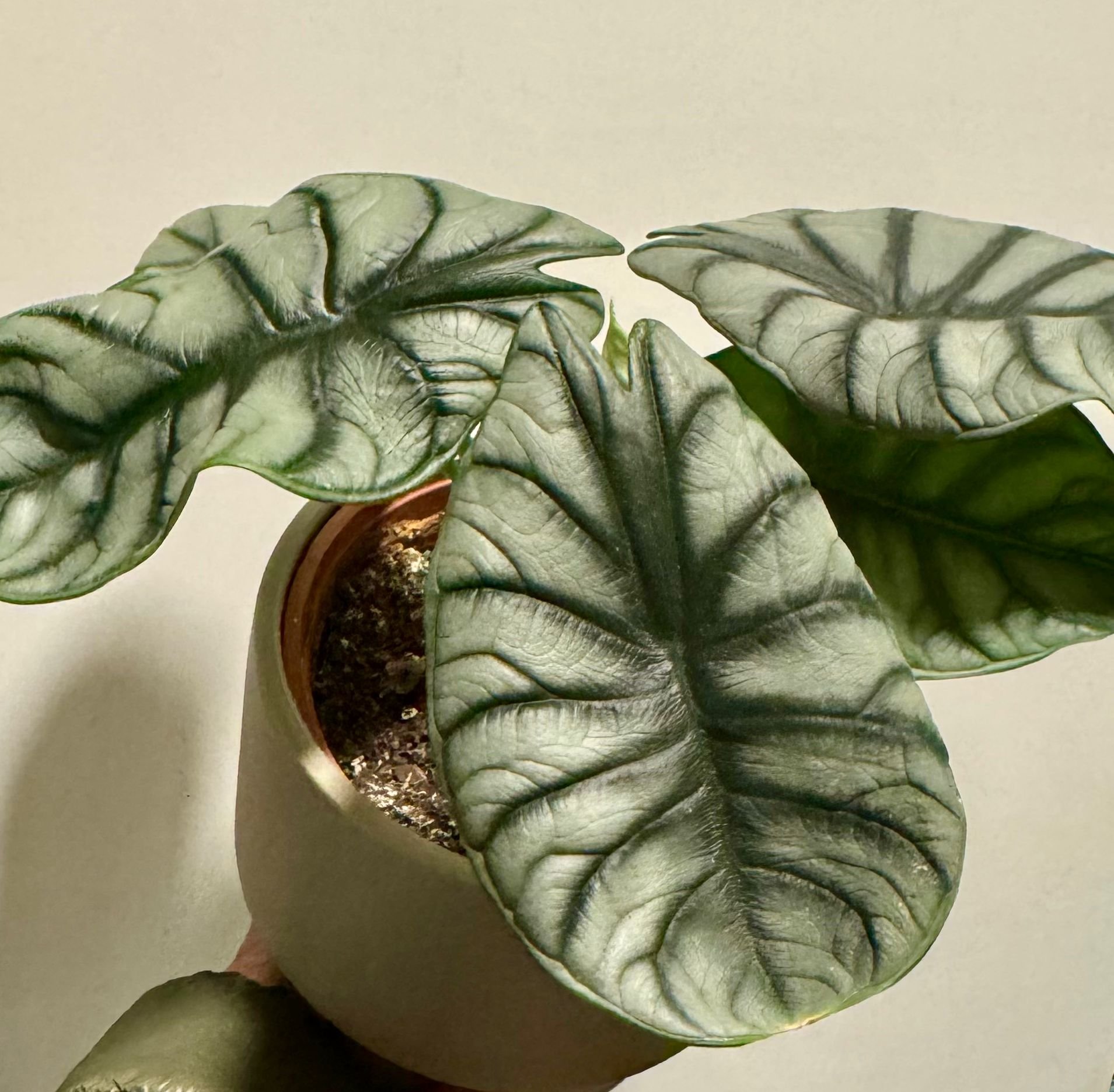 Alocasia Dragon Scale