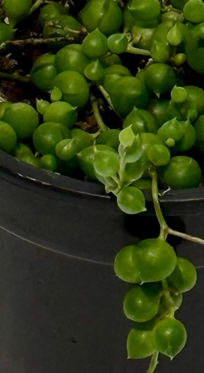 String of pearls1.jpeg