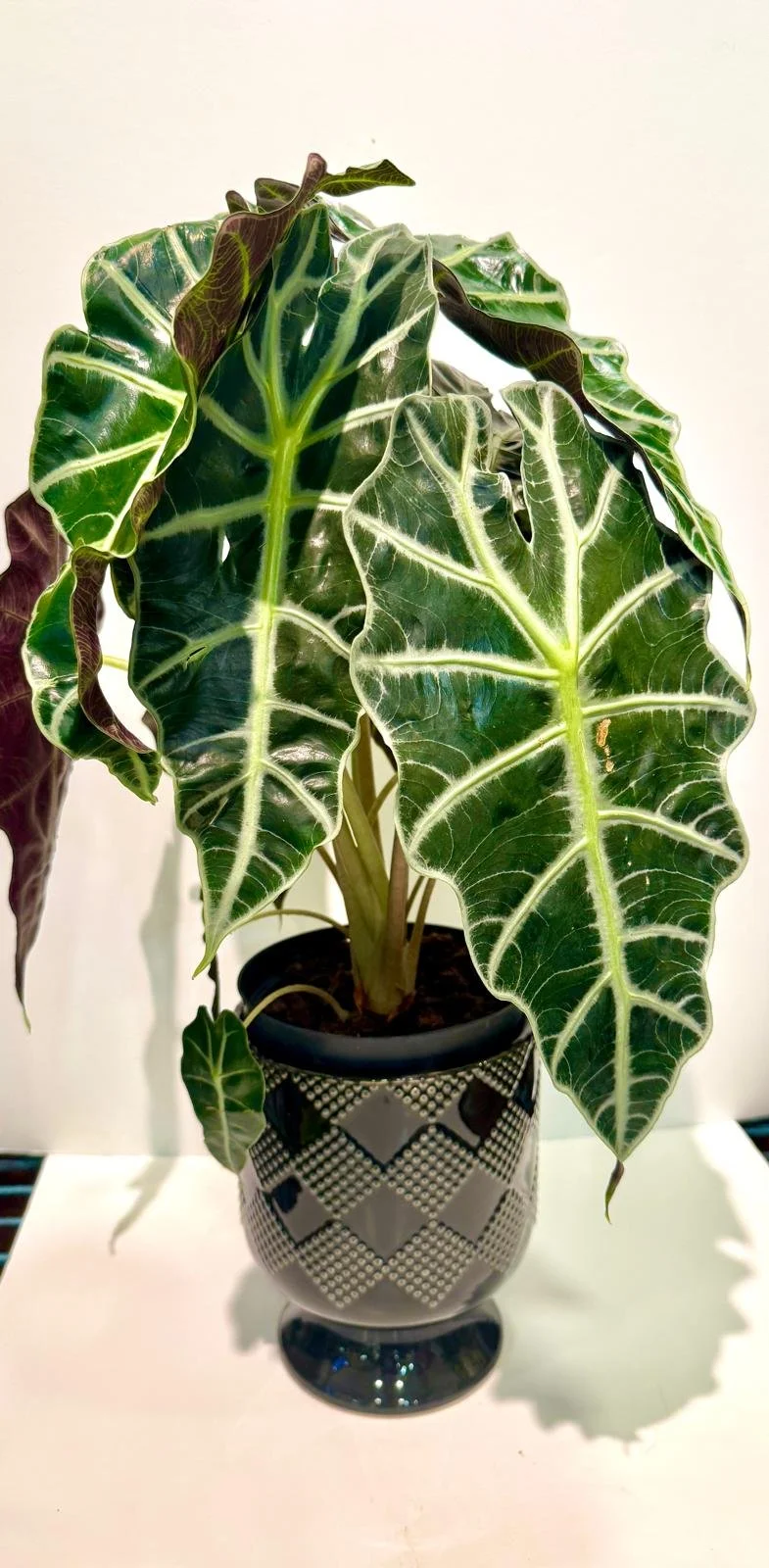 AlcasiaPolly(Plantoftheweek).jpeg