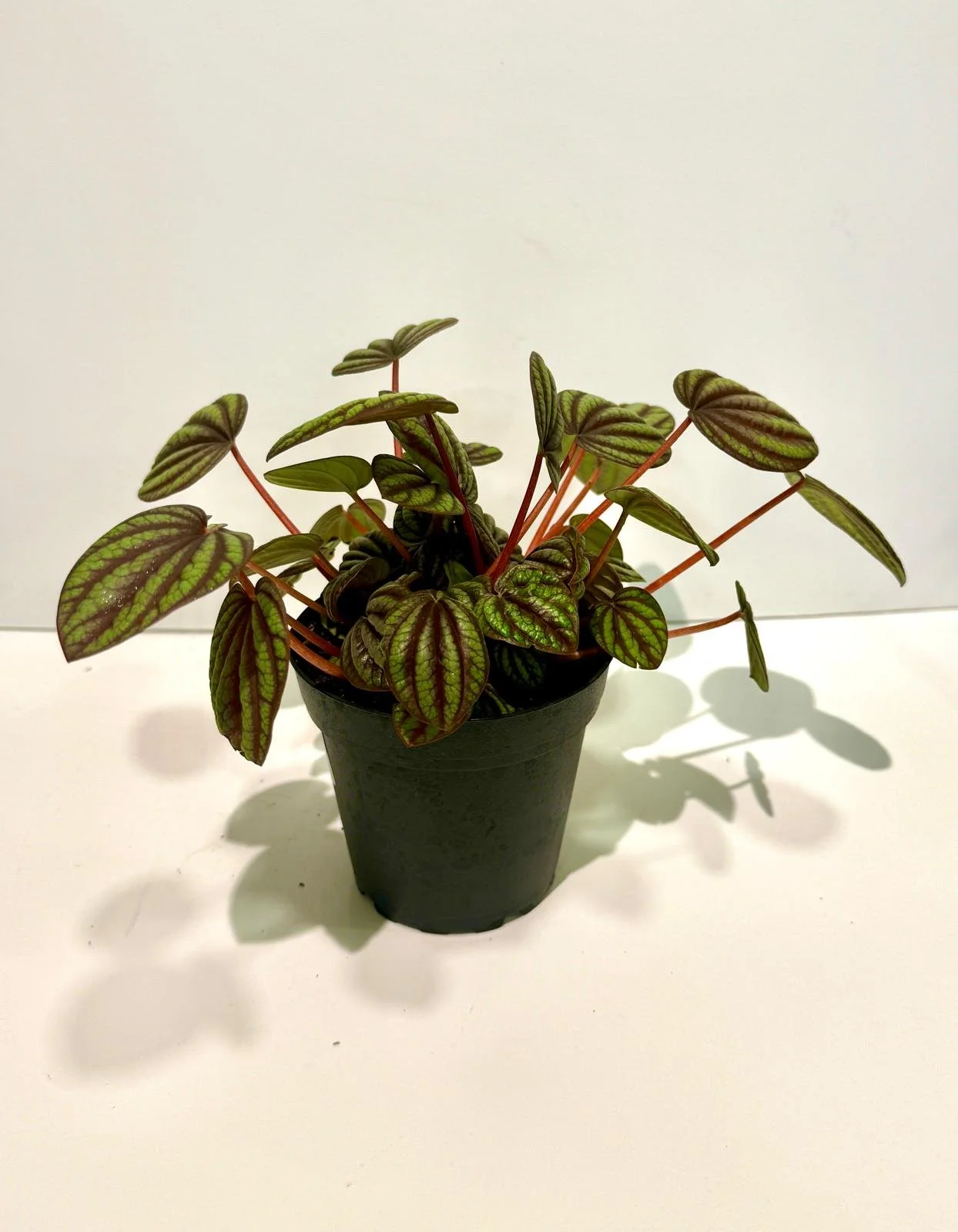 Peperomia piccolo Banda 4”.jpeg