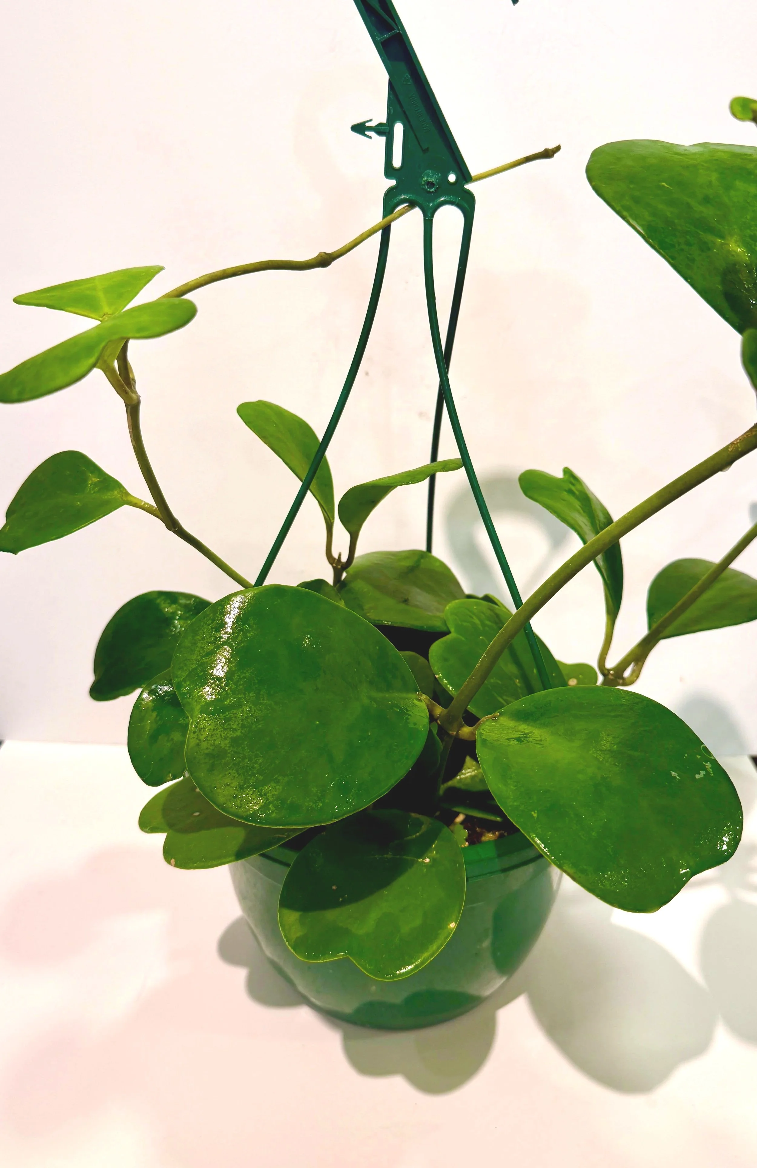 Hoya+hanging+basket+8%E2%80%9D.jpg