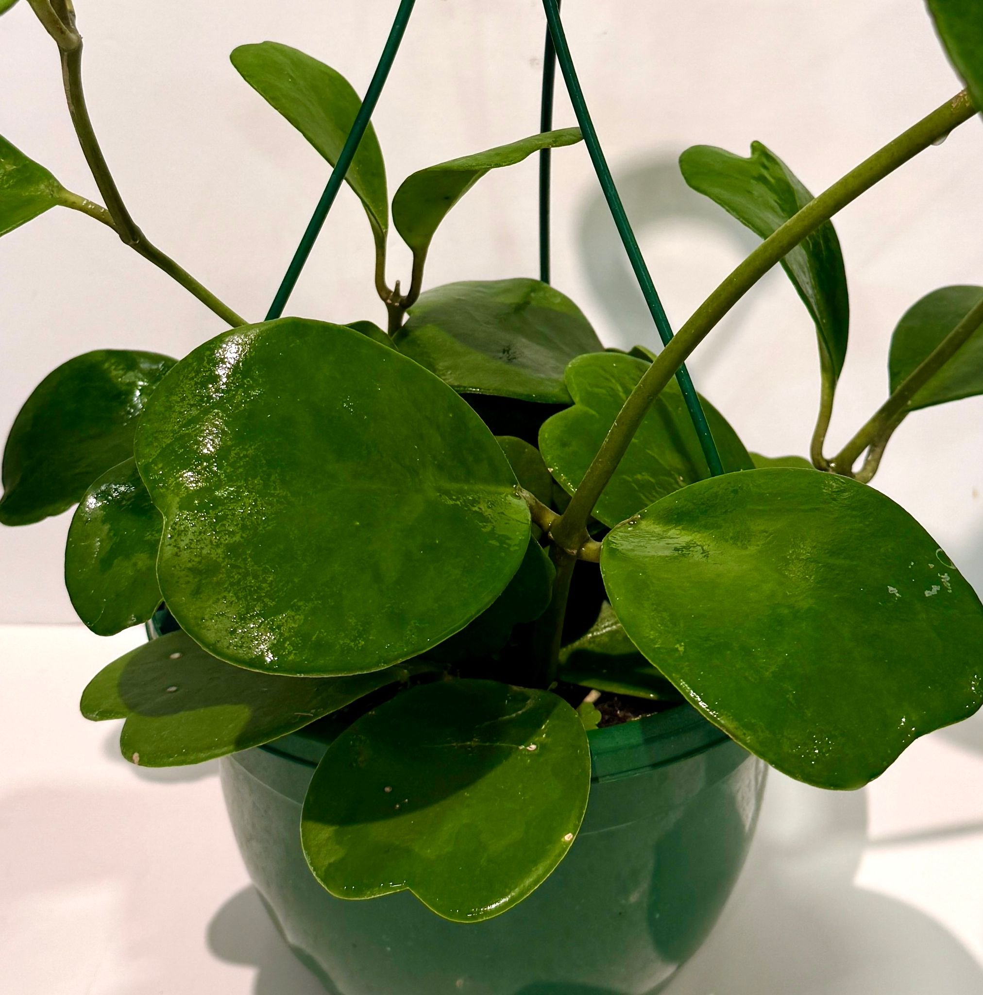 Hoya hanging basket 8(1)”.jpeg