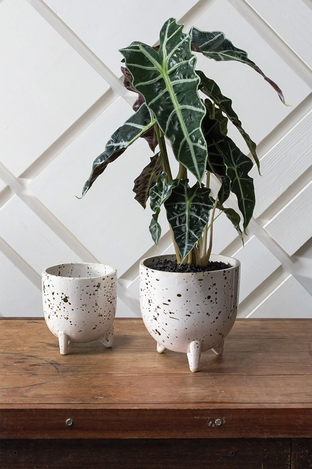 Reid Pot (2).jpg