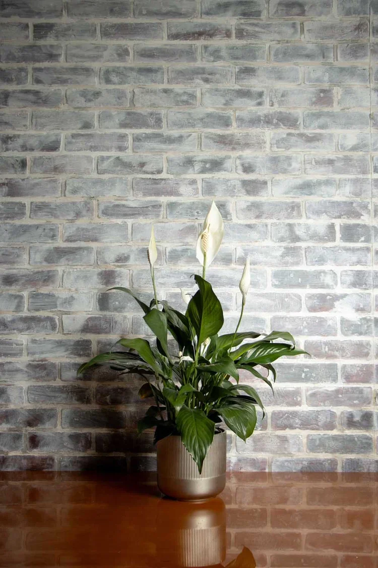 Peace+LilyIMG_0359 (2).webp