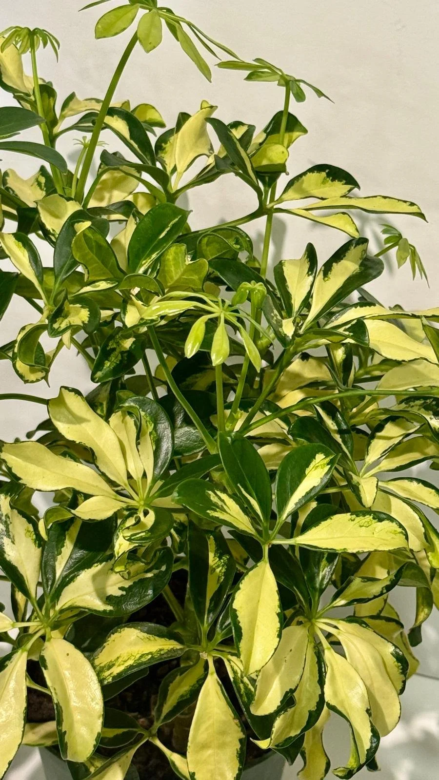 Schefflera Arboricola Variegated 6”1.jpeg