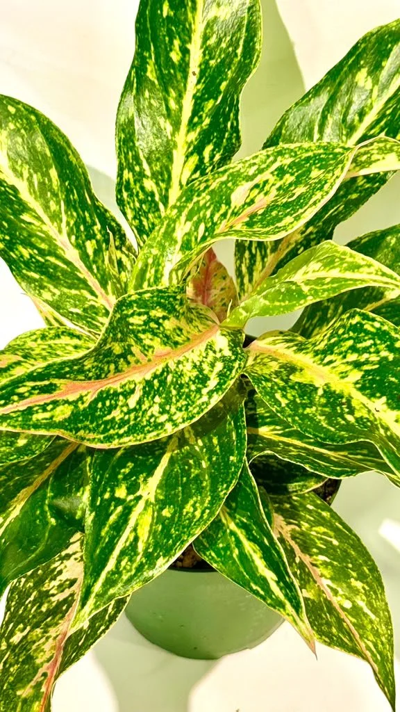 Aglaonema Sparkling Sara (2).jpeg