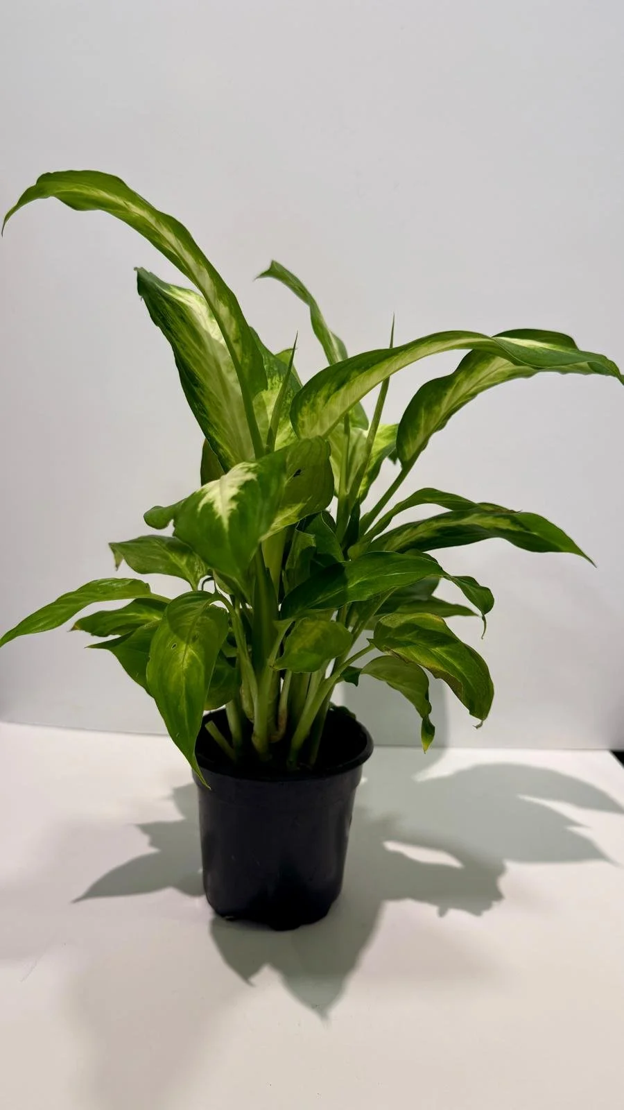 Dieffenbachia.jpeg
