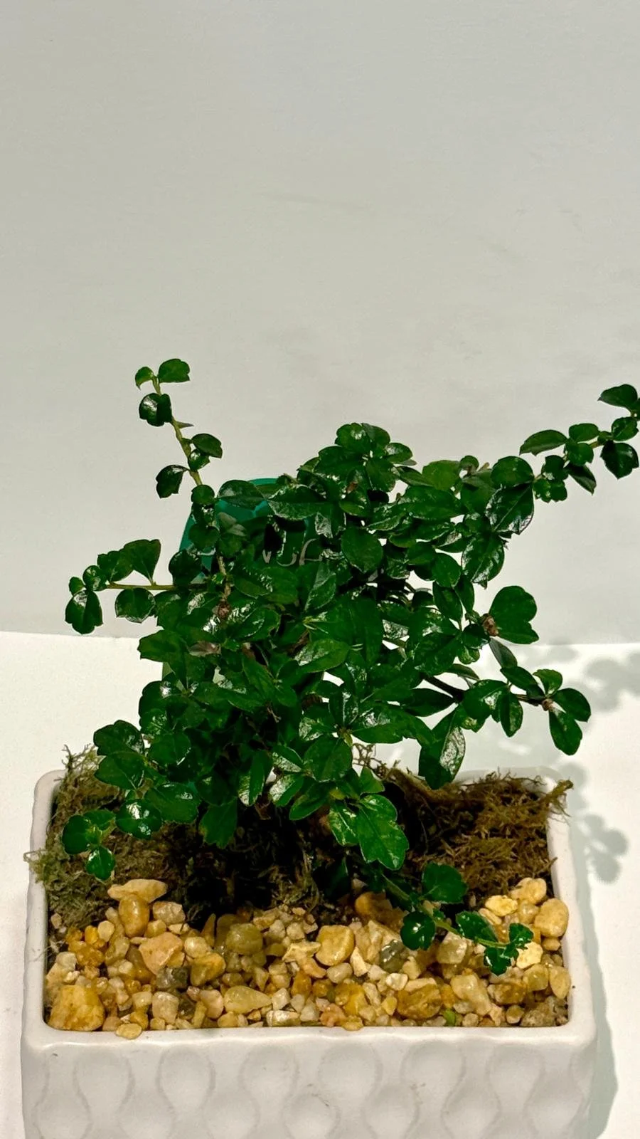 Exotic Bonsai in Ceramic 6”1.jpeg
